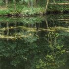 Spiegelungen im Teich der Nordheide