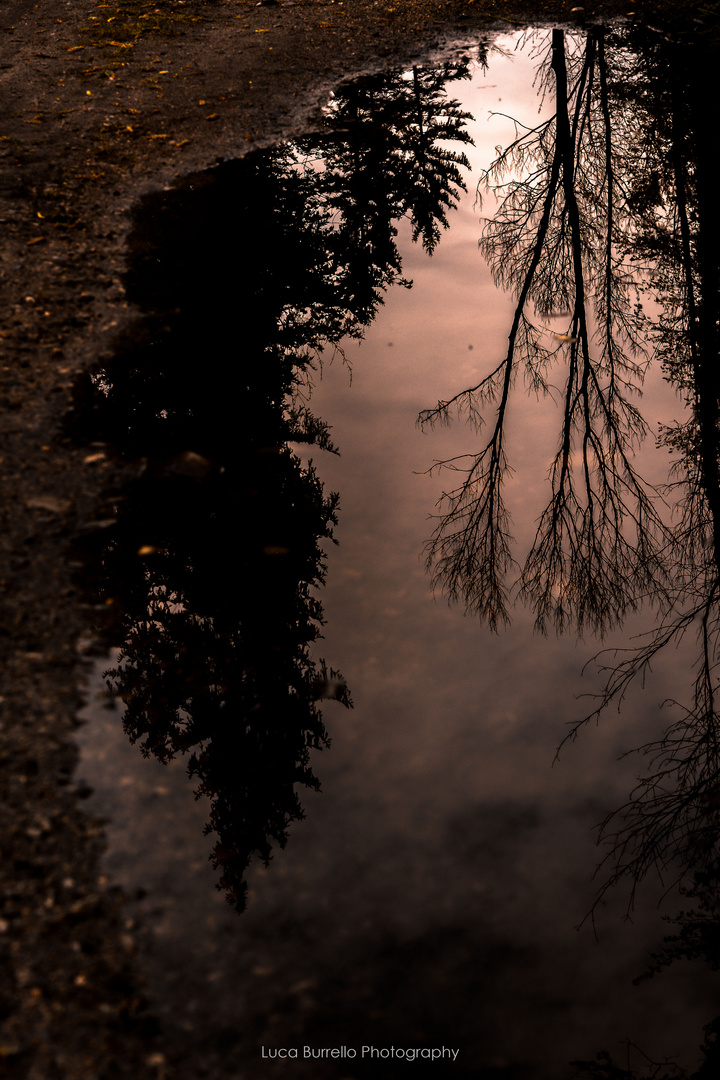 Spiegelungen im Wald