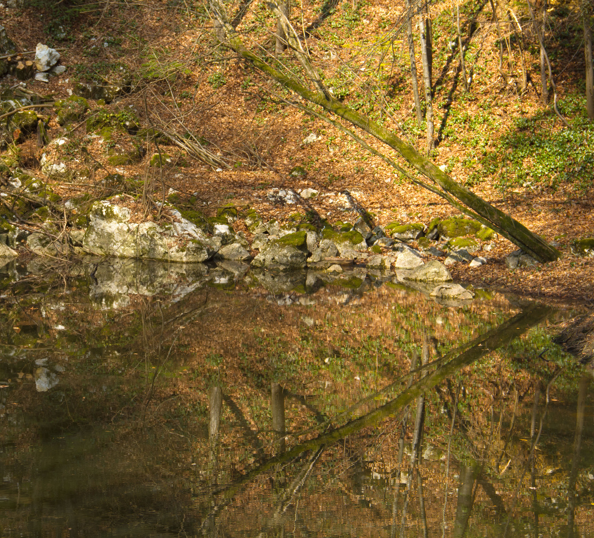 Spiegelungen im Waldteich