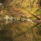 Spiegelungen im Waldteich