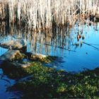 Spiegelungen im Wasser