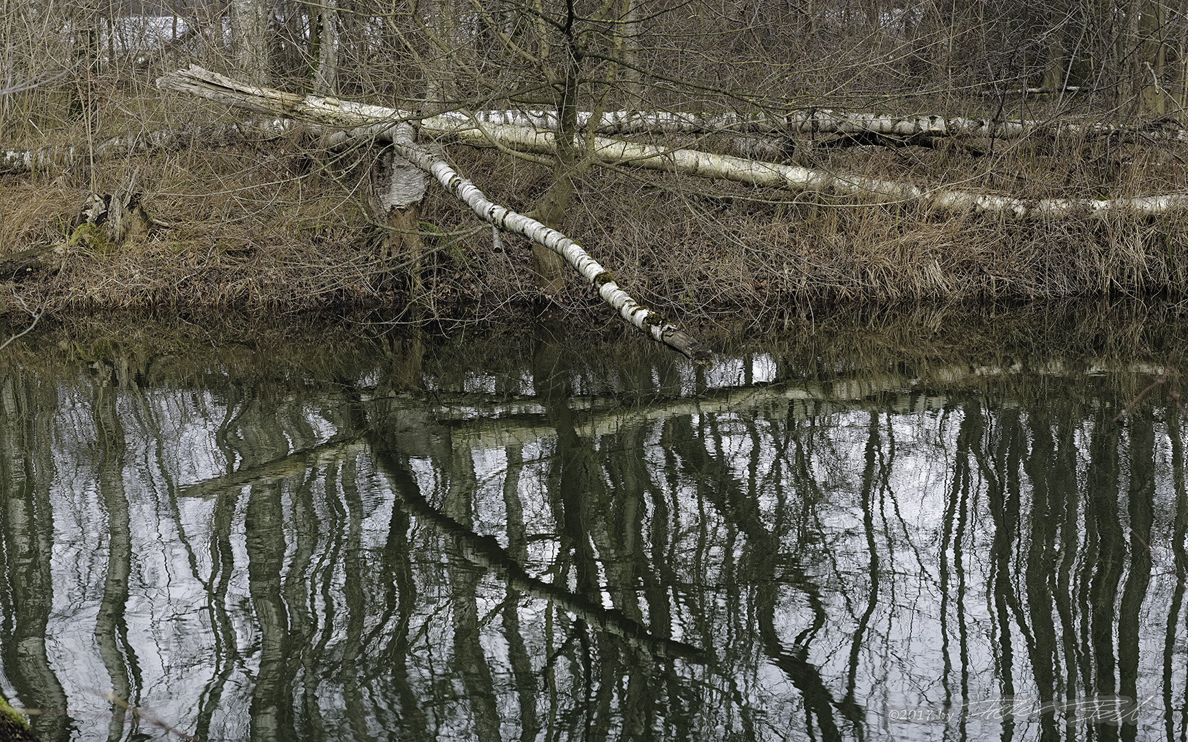 Spiegelungen in den Auen