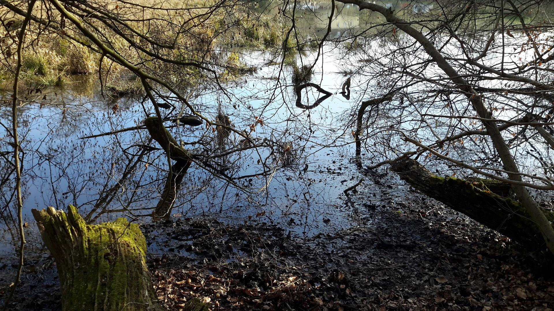 Spiegelungen in der Natur