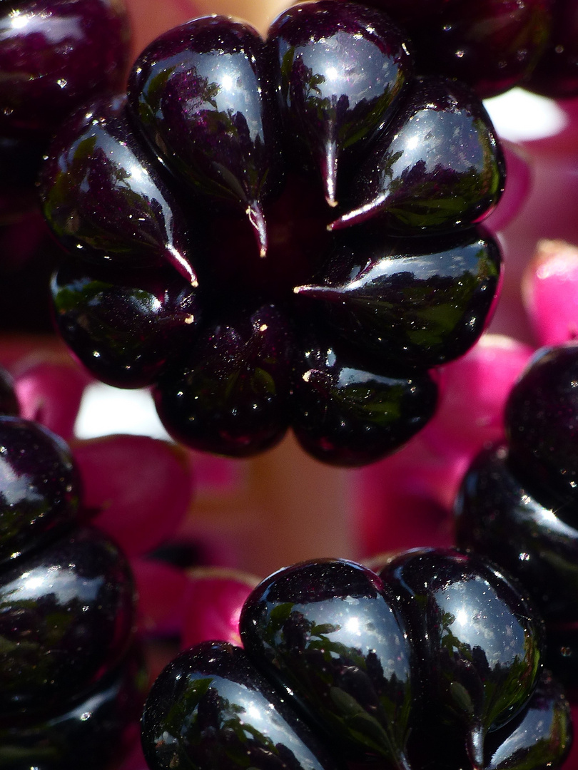 Spiegelungen in Indischen Kermesbeeren