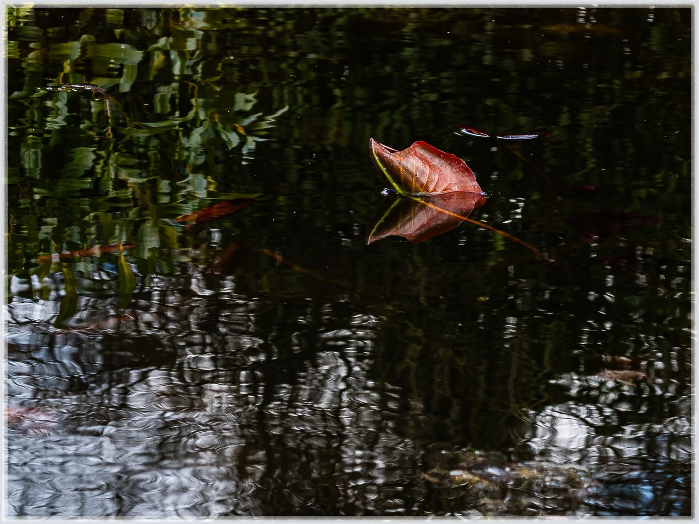 Spiegelungen in meinem Gartenteich