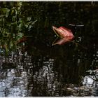 Spiegelungen in meinem Gartenteich