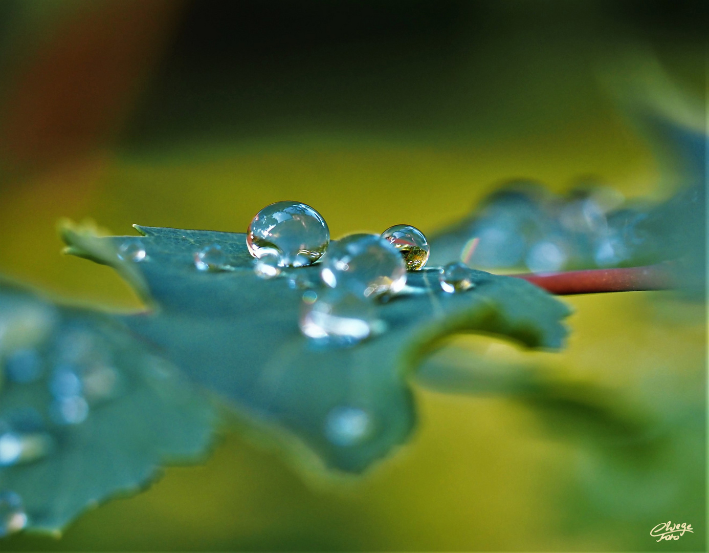 Spiegelungen in Wassertropfen