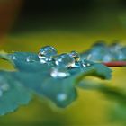 Spiegelungen in Wassertropfen