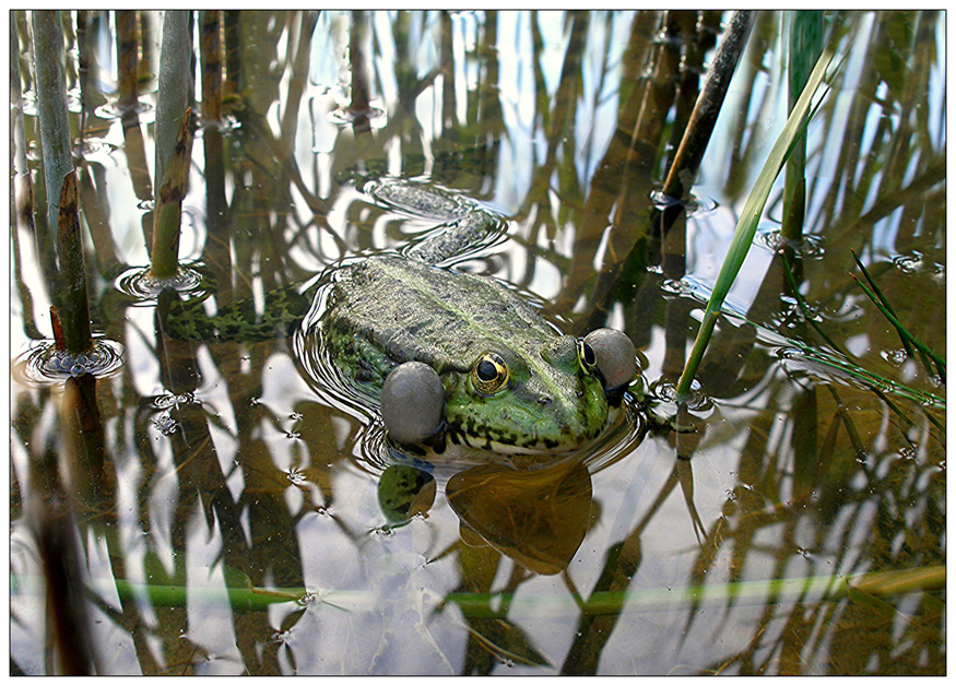 Spiegelungen mit Frosch