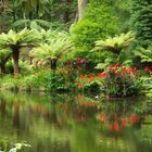 Spiegelungen, Parque Florestal Furnas Sao Miguel