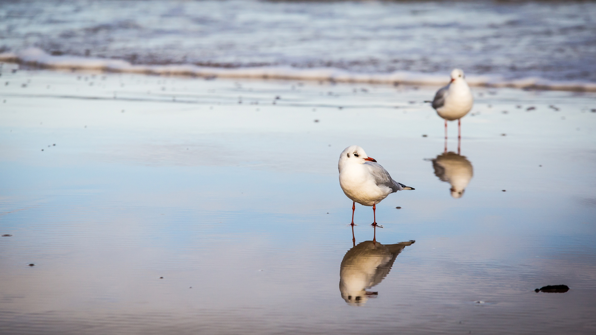 Spiegelvögel