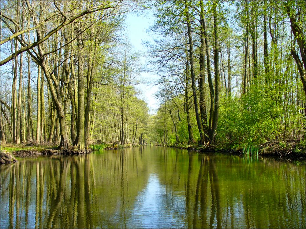 Spiegelwald von pdmmarci 