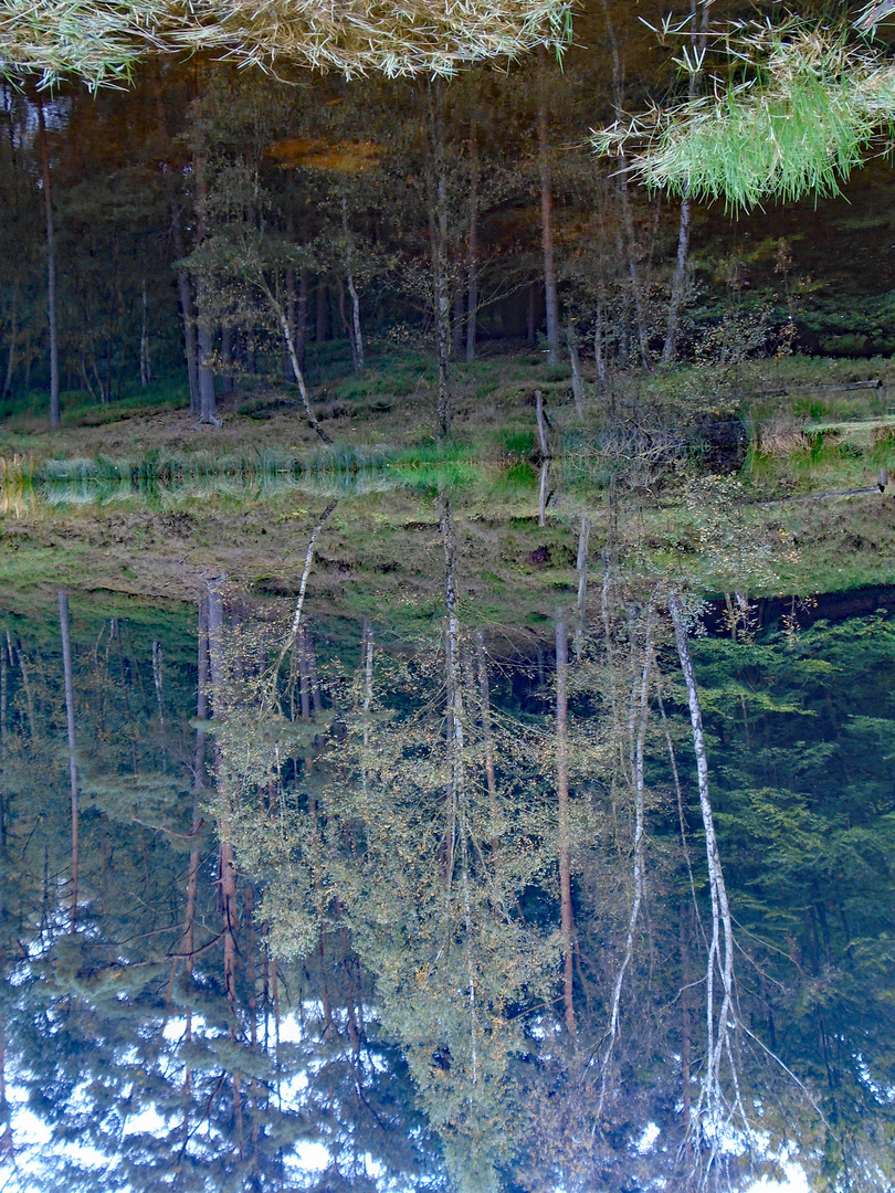 Spiegelwald.......Waldspiegel(ung)