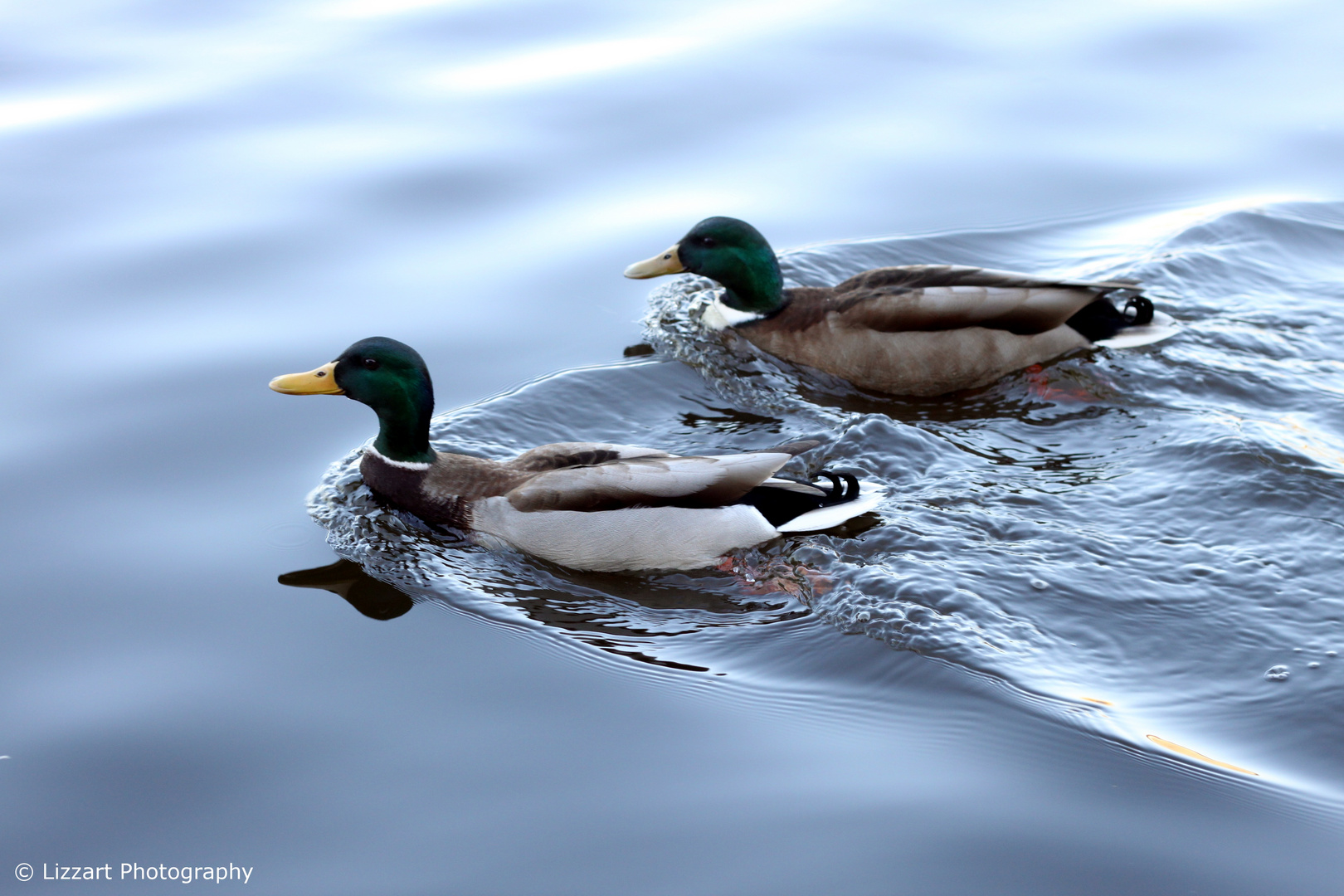 SpiegelWasser