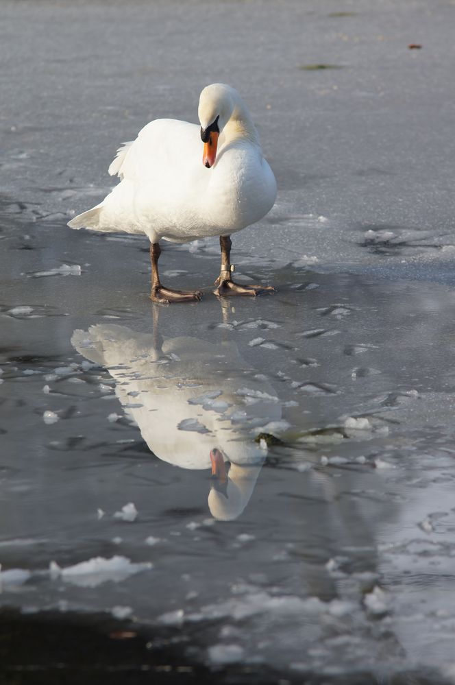 Spiegelweiher