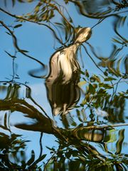 spiegelwelliger silberreiher...