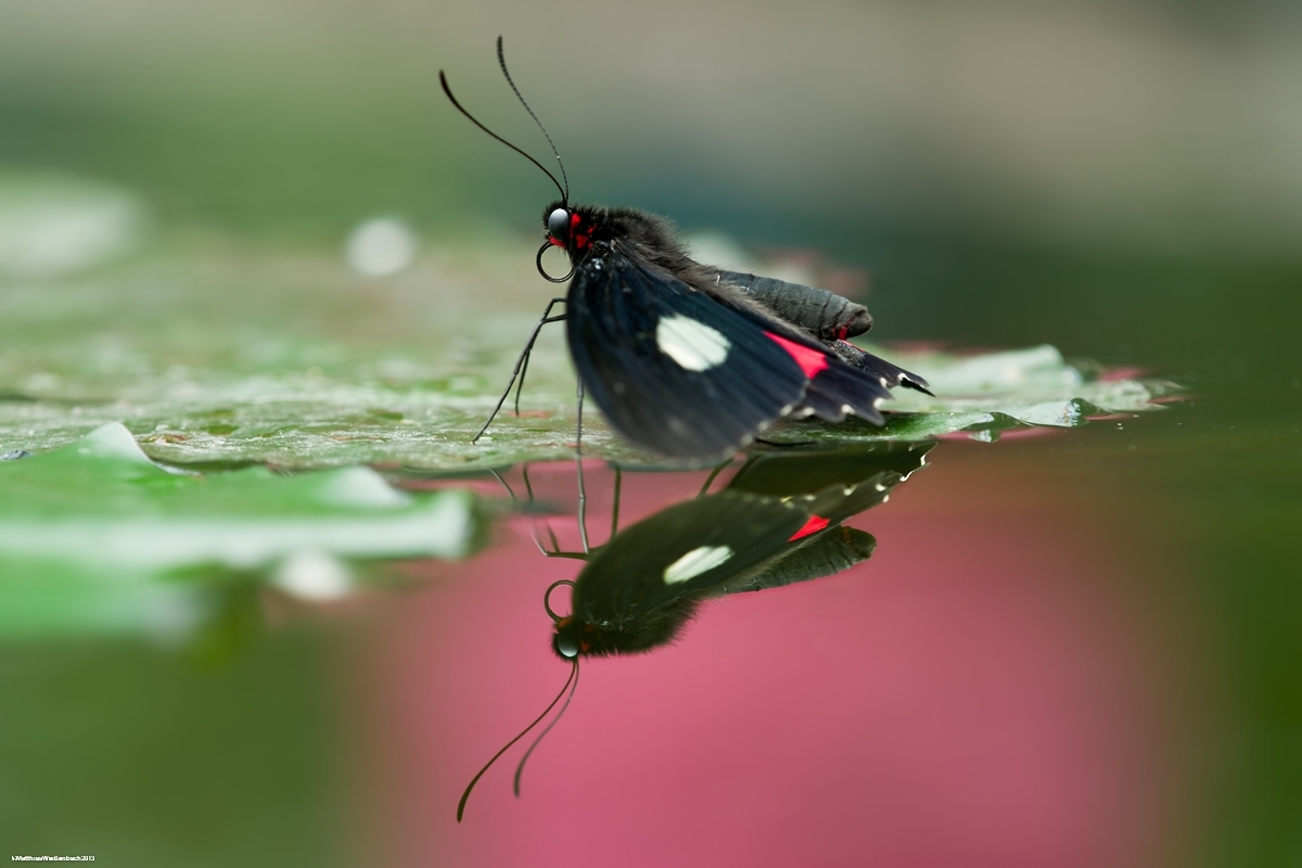 Spiegelwelt die Zweite