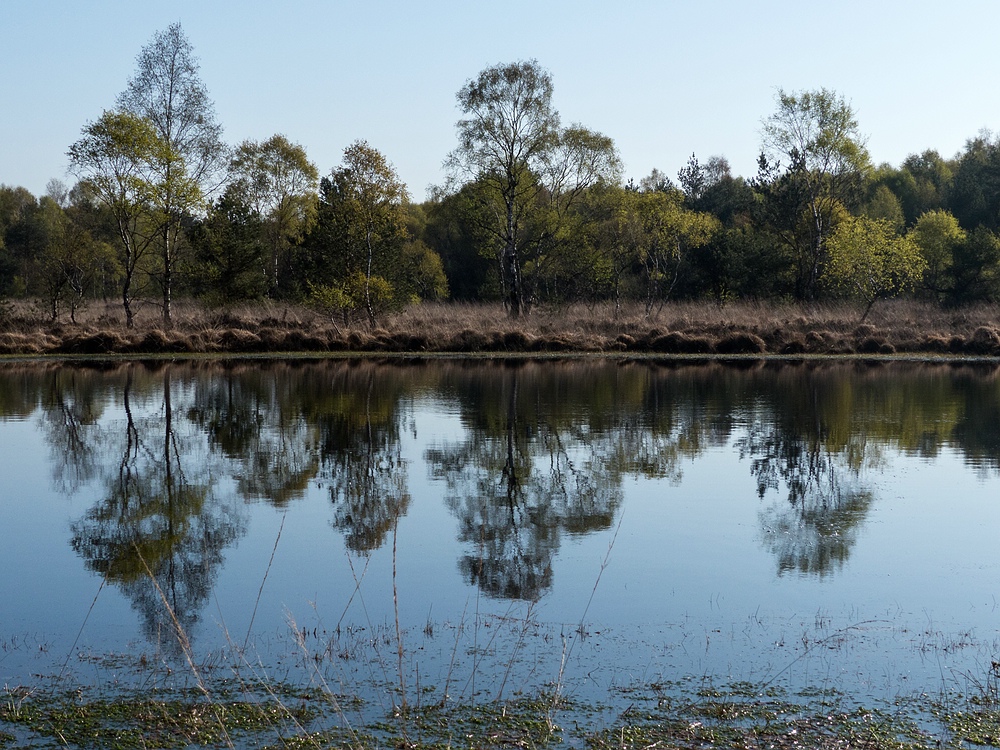 Spiegelwelt im Gildehauser Venn