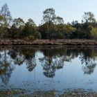 Spiegelwelt im Gildehauser Venn