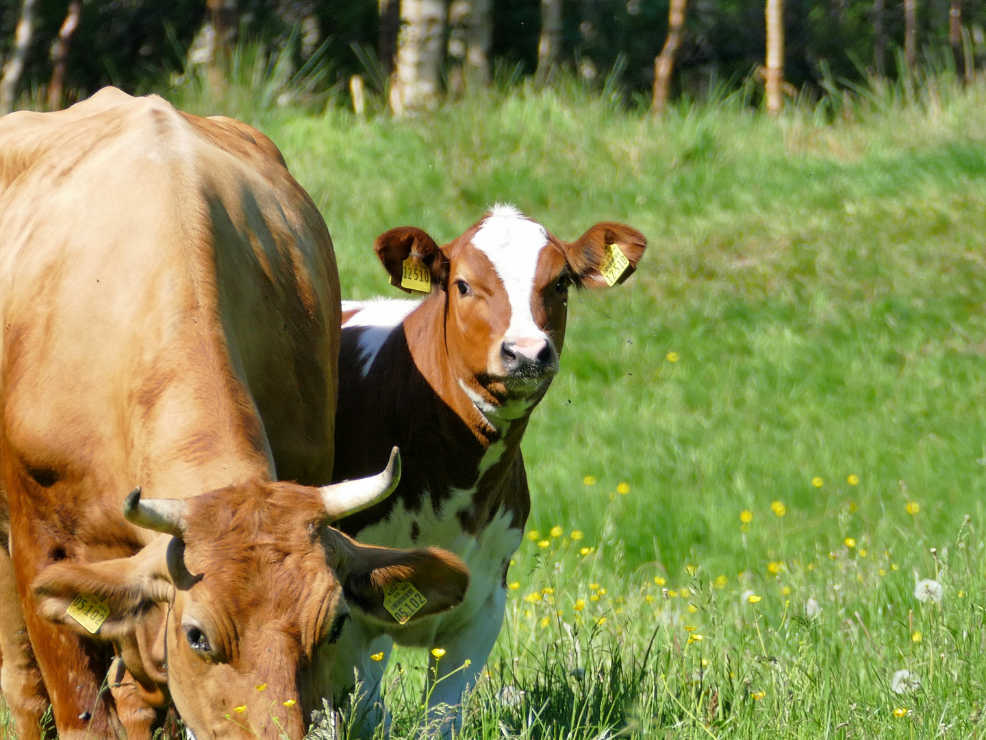 Spieglein an der Wand, wer ist das schönste Kalb im Land?