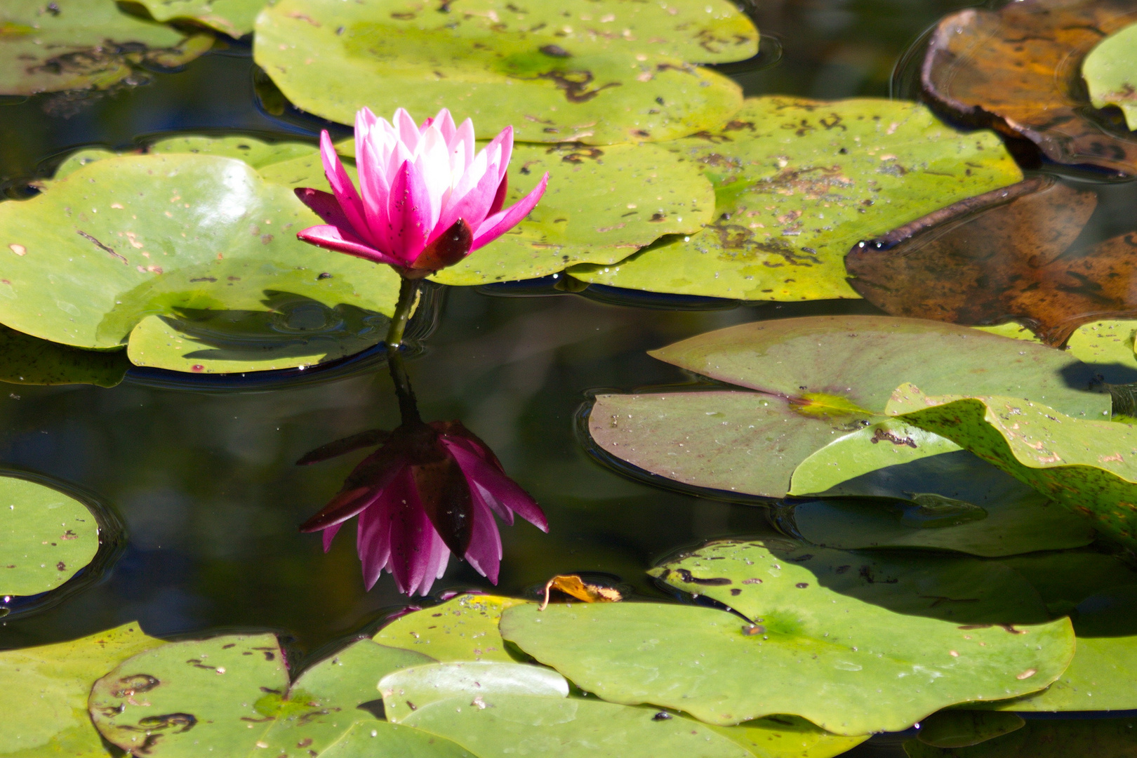 Spieglein im Weiher