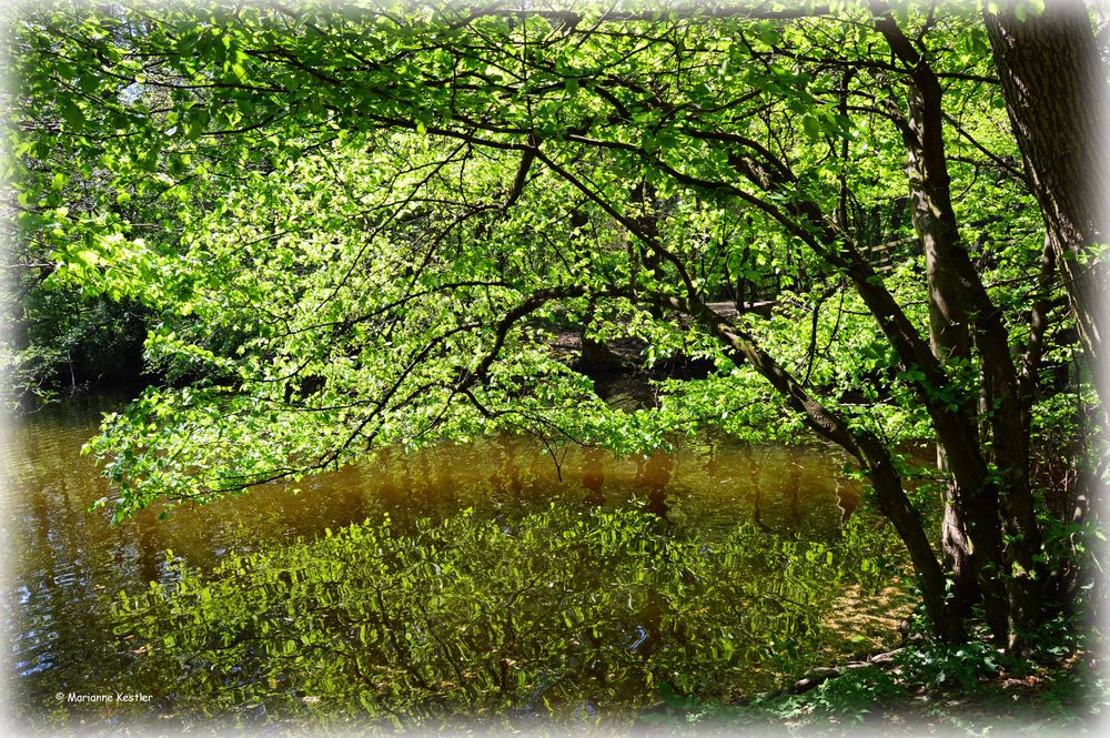 Spieglein im Weiher