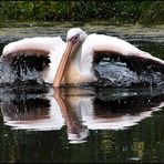 Spieglein, Spiegelein