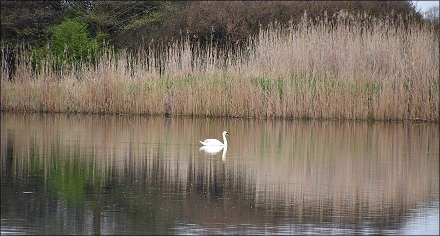 Spieglein, Spiegelein