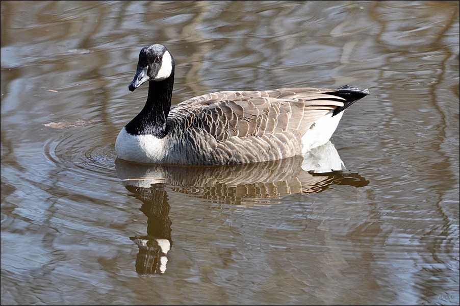 Spieglein, Spiegelein