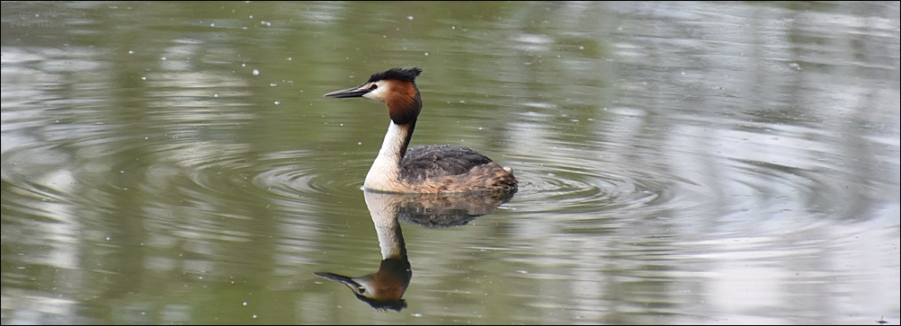 Spieglein, Spiegelein