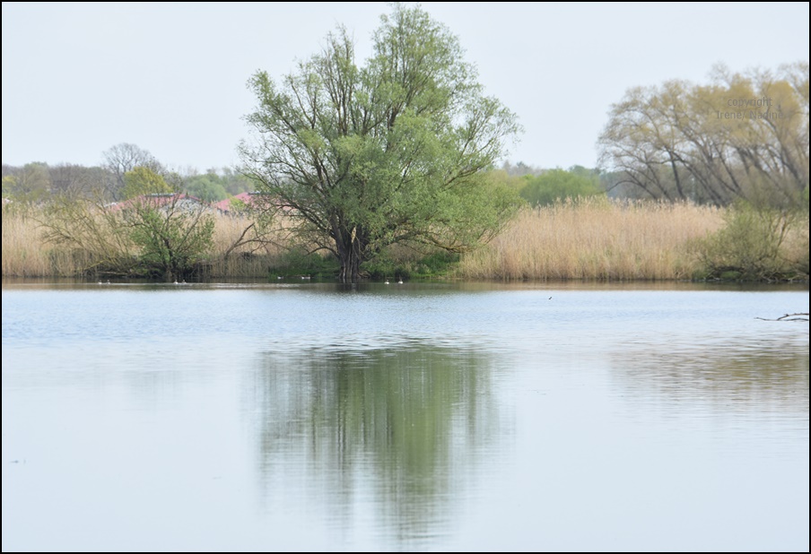 Spieglein, Spiegelein