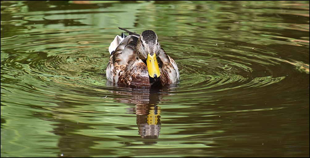 Spieglein, Spiegelein