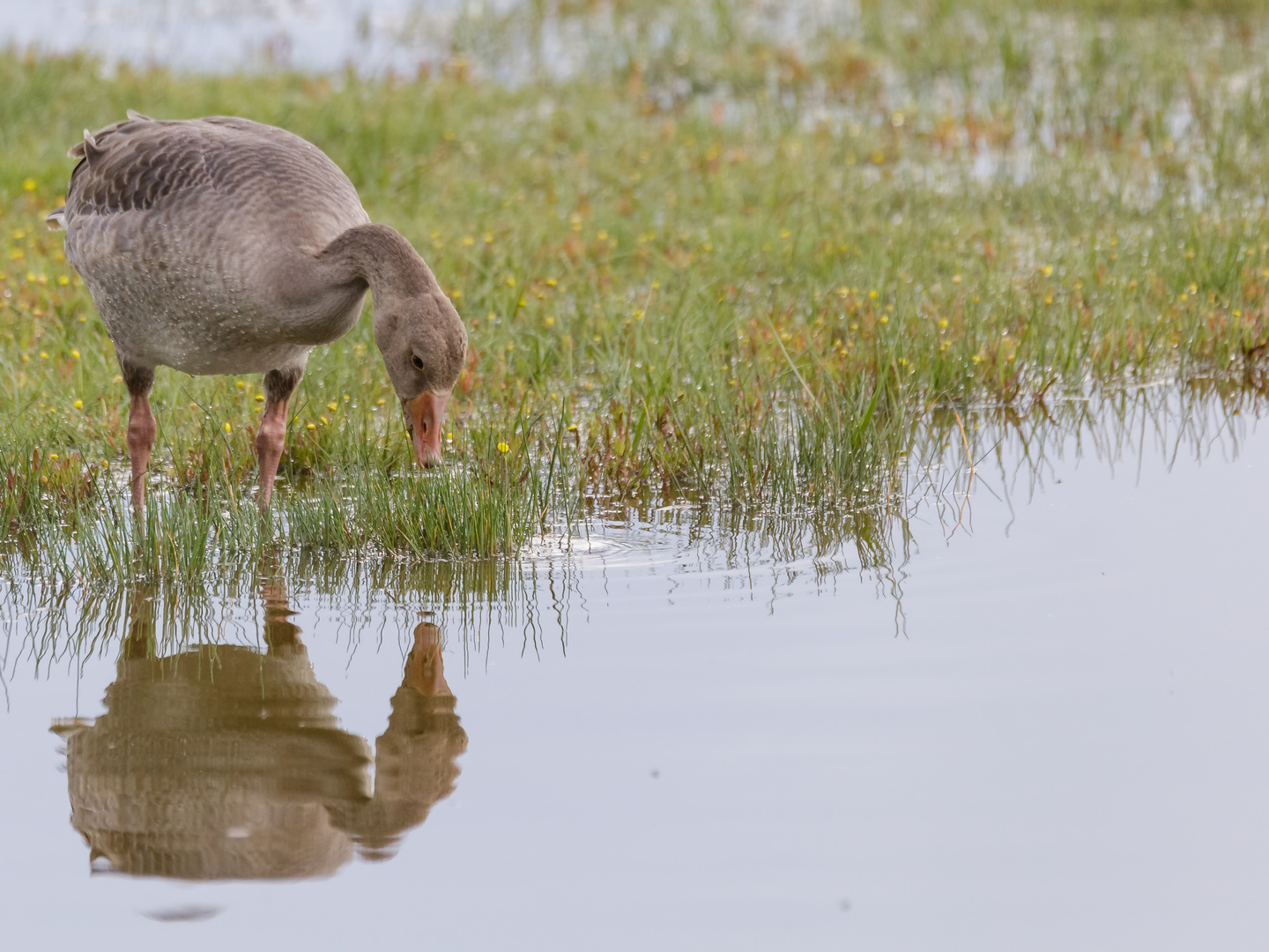 Spieglein, Spieglein...