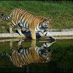 Spieglein, Spieglein