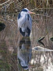 Spieglein, Spieglein 