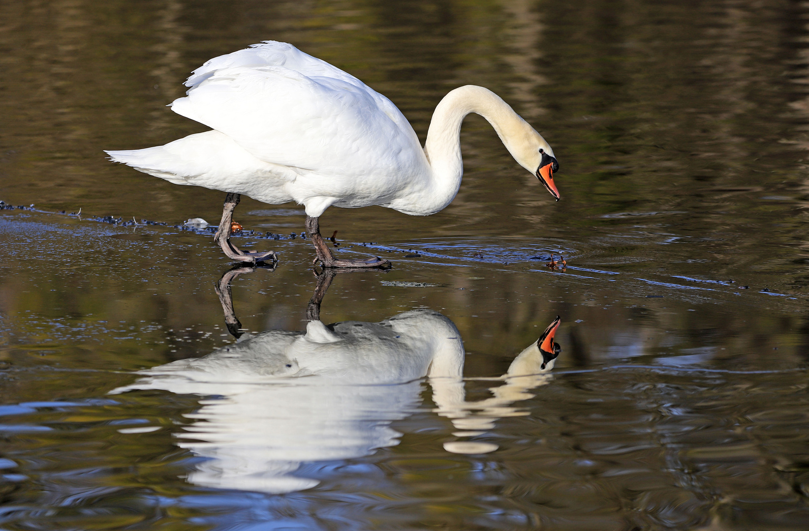 Spieglein, Spieglein...