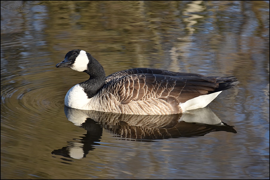 Spieglein; Spieglein...