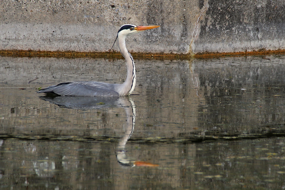 Spieglein, Spieglein.........