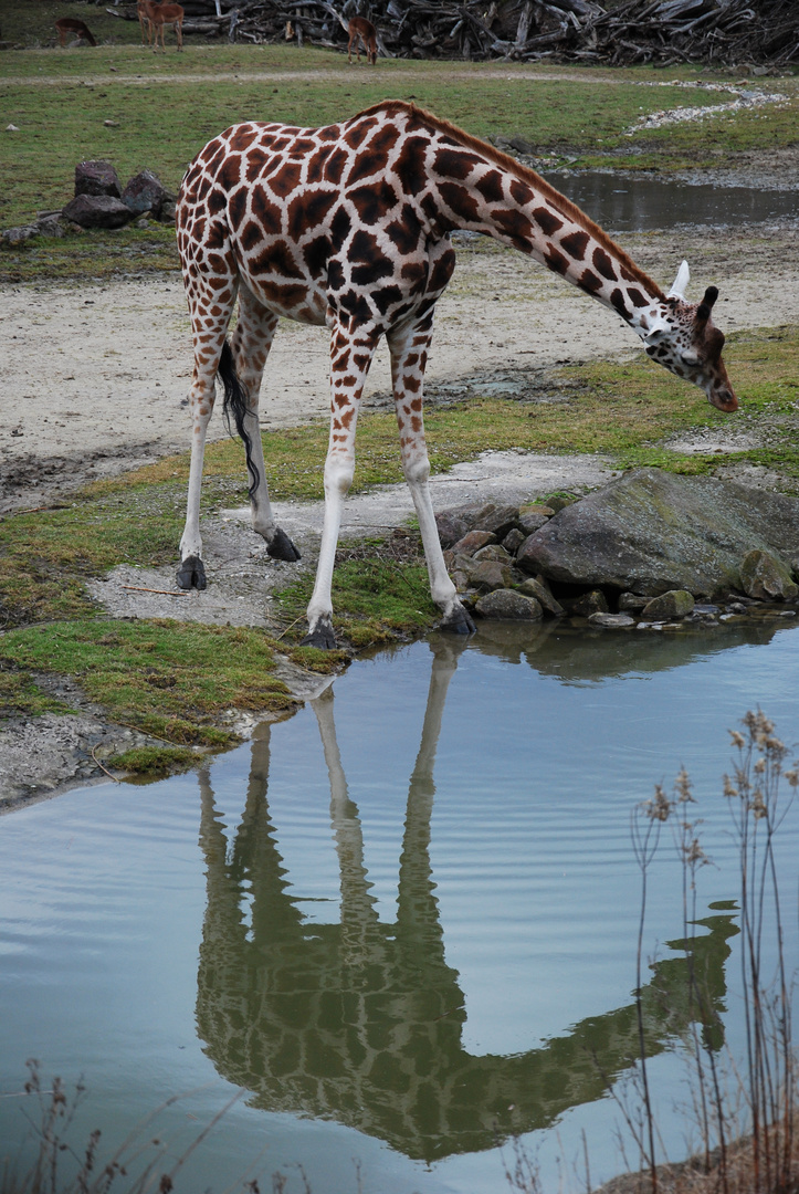 Spieglein Spieglein...