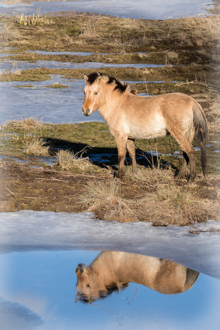 Spieglein, Spieglein ...