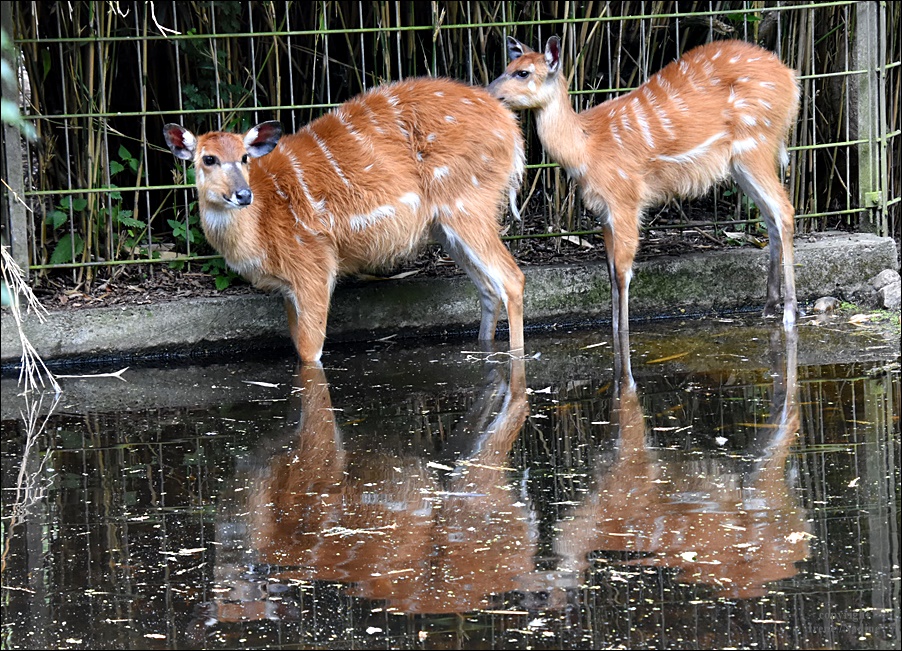 Spieglein, Spieglein