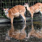 Spieglein, Spieglein