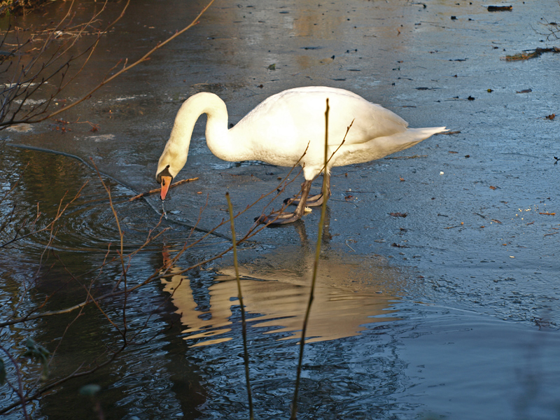 Spieglein, Spieglein....