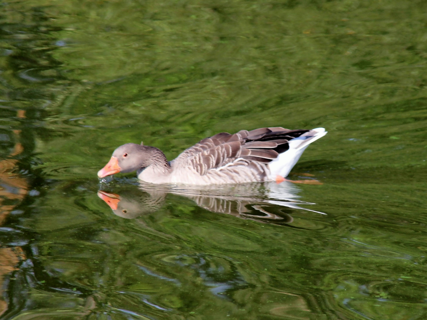 Spieglein, Spieglein