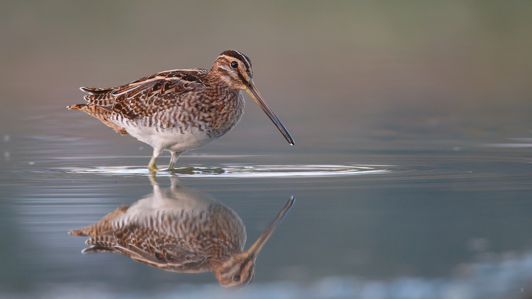 Spieglein, Spieglein
