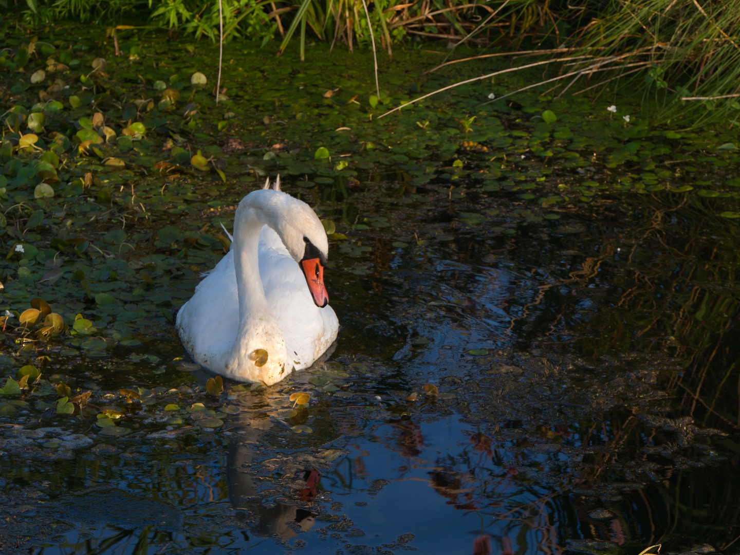 Spieglein, Spieglein ....