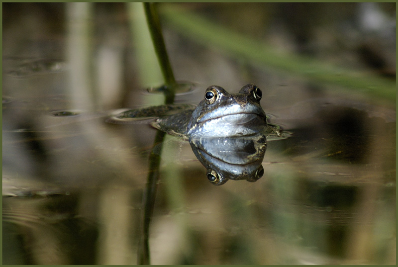 Spieglein, Spieglein ...