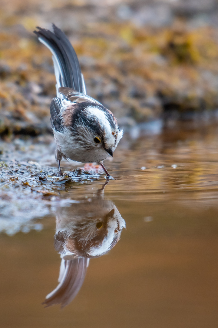 Spieglein, Spieglein....