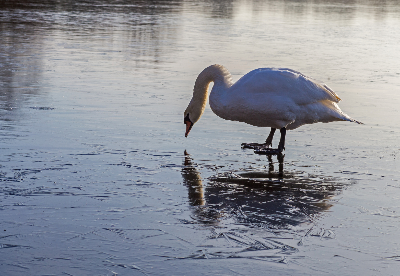 Spieglein Spieglein