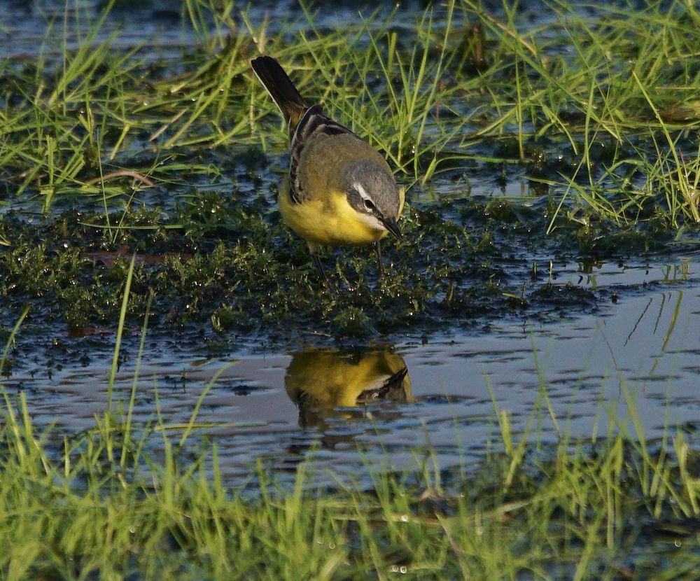 Spieglein, Spieglein...